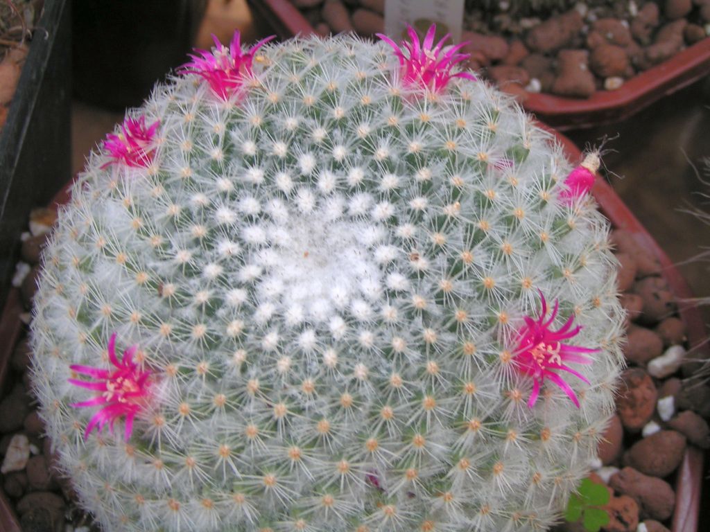 Mammillaria albilanata